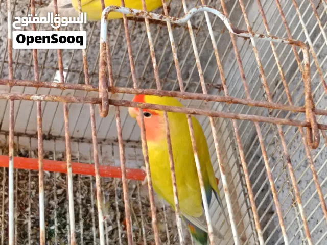بسم الله ما شاء الله