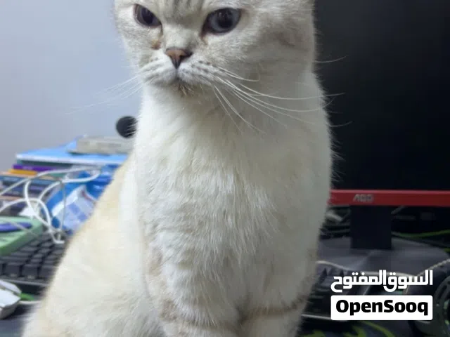 قط للبيع ذكر