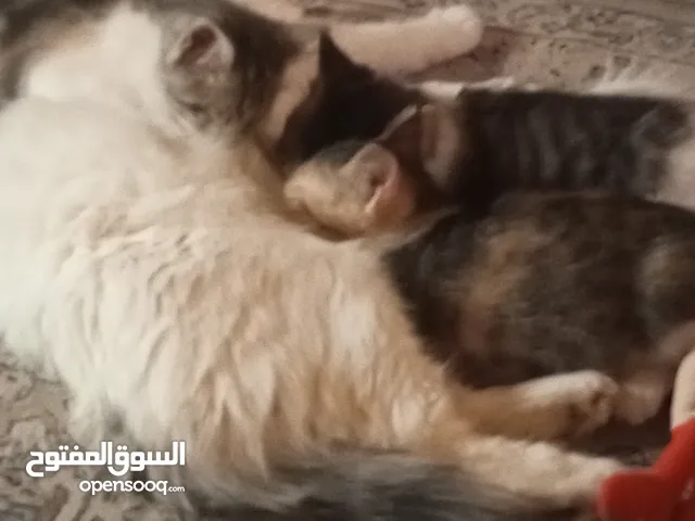 قطط للتبني الام سنه ونص والكتنز شهرين ونص
