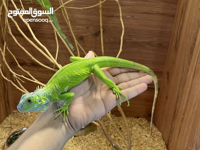 حرباء الاغوانا