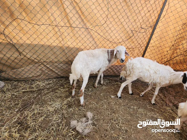 خروف للبيع
