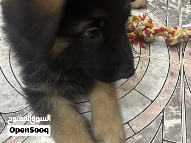 German shepherd puppies at reasonable price