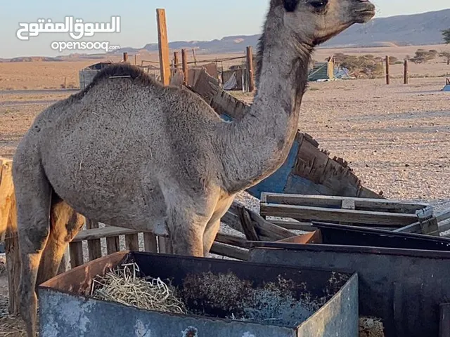 بكره للبيع ماشاءالله سمينه تصلح لتربيه وتصلح للعقر خاليه من كل عذروب