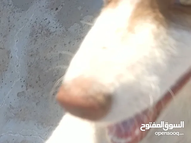 كلب هاسكي الاسكا درجة أولى العمر 4شهور