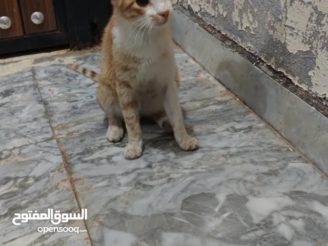 قطوس مشاء الله الاسم جميل