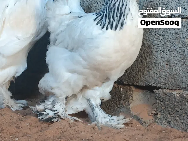 دجاجة وفروج براهما