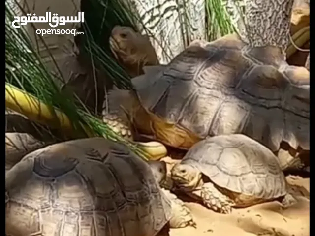 سلاحف سلكاتا الافريقيه العملاقه