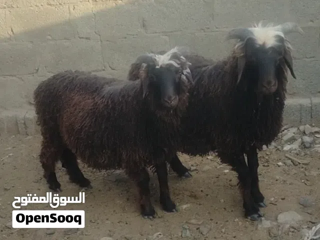 كبشان من الحلال العماني الاصيل