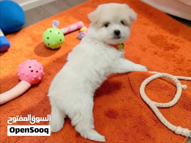 بنوته هافنيز ميني بيوررر