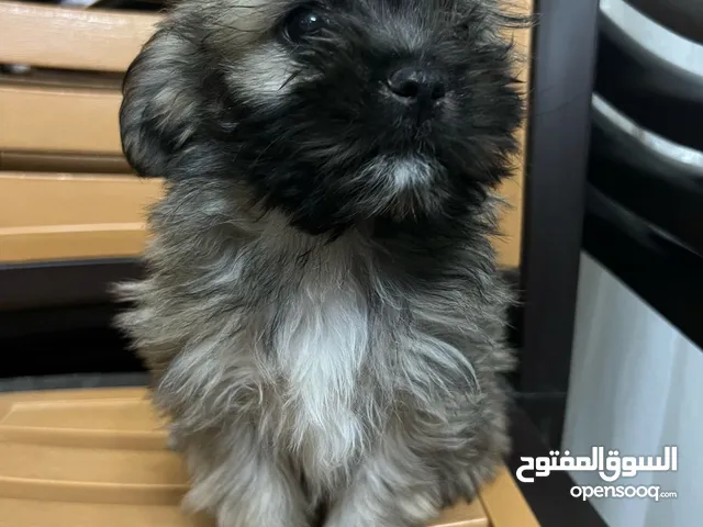 كلاب فرنش تيرير
