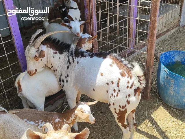 ماعز قطري اصلي صللالي