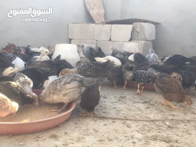 فراخ بلدي