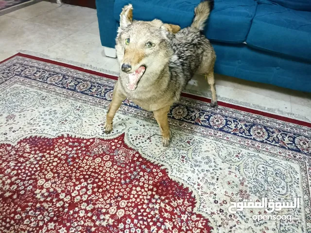 ذئب محنط للبيع