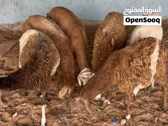 خرفان سودانيات