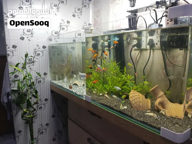 حوضين سمك مع الاسماك حوض واحد او حوضين للبيع بكيفك تريد حوض انطيك تريد2هم انطيك عنواني جامع الشهيد