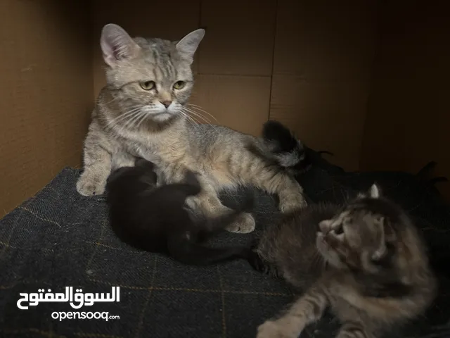 قطه مع اولادها للتبني