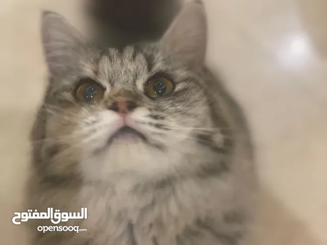 2 Persian kittens for adoption - قطوتين شيرازيات للتبني