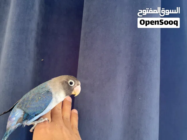 طيور فيشر زوج ألون ازرق + مدرباته +معهن قفص أو البدل مع طير دره
