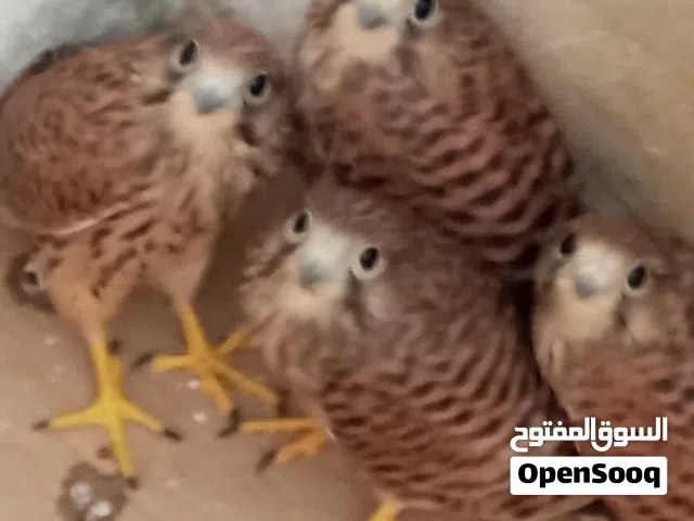 طير بو جرادة