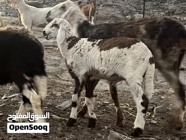 كبش هجين سوداني