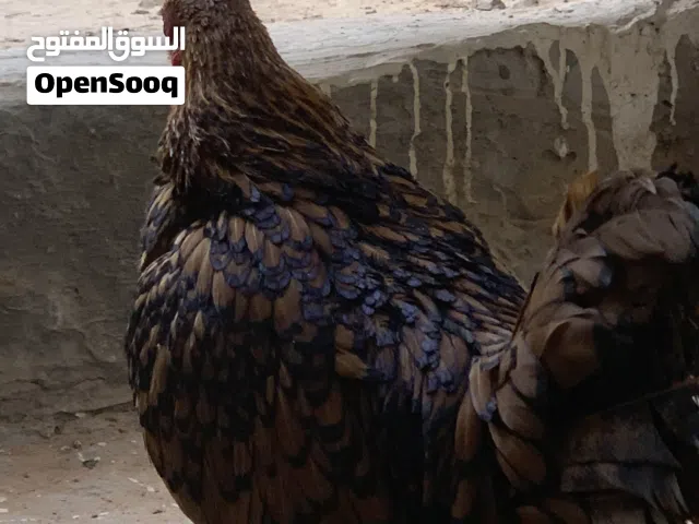 ديج ودجاجة إسباني