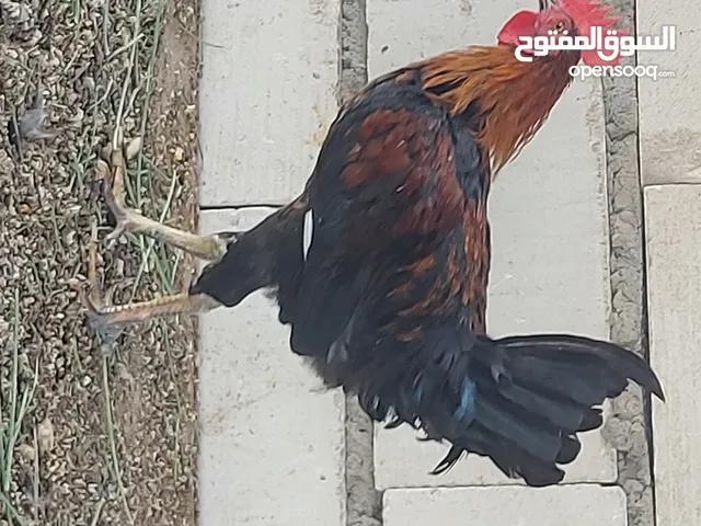 ديج عرب عمر 6 أشهر