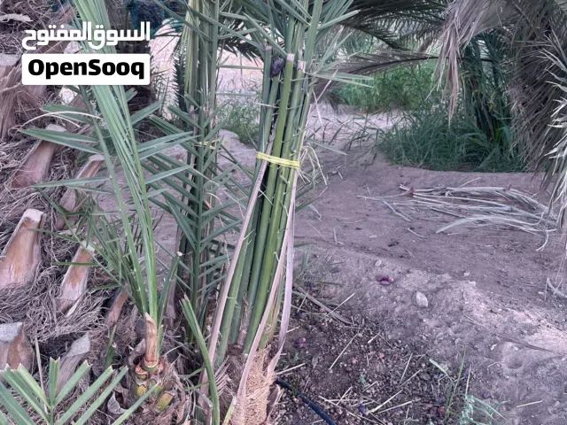 فسائل ( قش سيف) + خنيزي للبيع