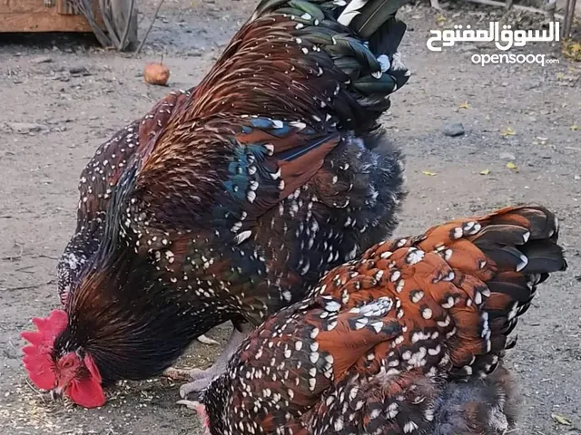 دجاج الساسكس