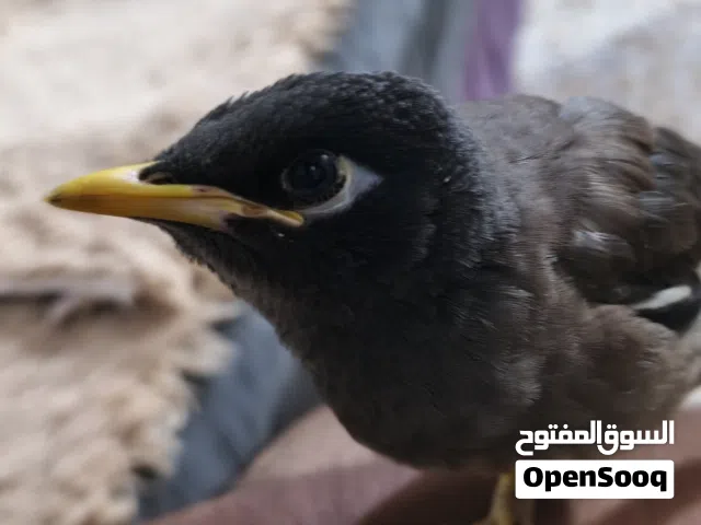 مينه اليفه عمر أربع أشهر