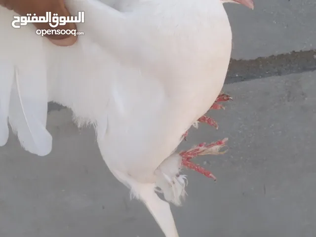 حمام. مرحبا