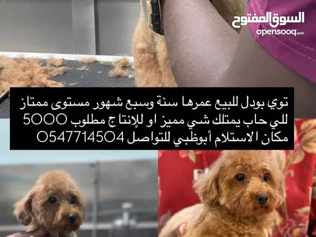 أنثي توي بودل مستوي عالي