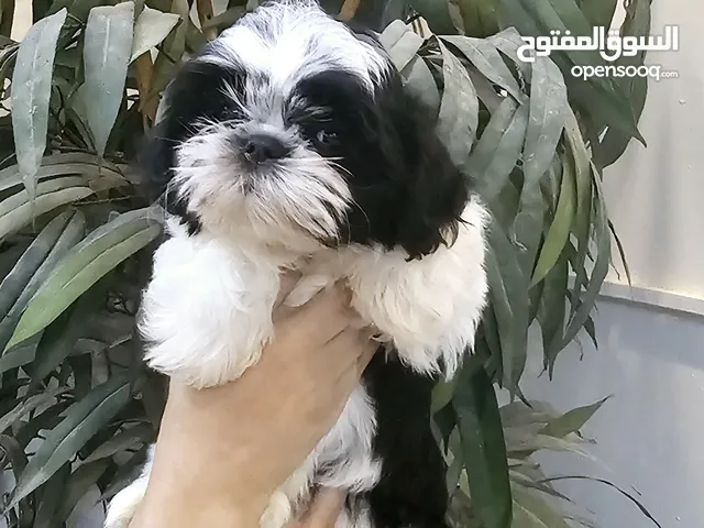 شيتزو بيور shihtzu peur