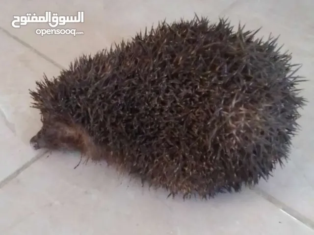 قنفذ للبيع حجم كبير