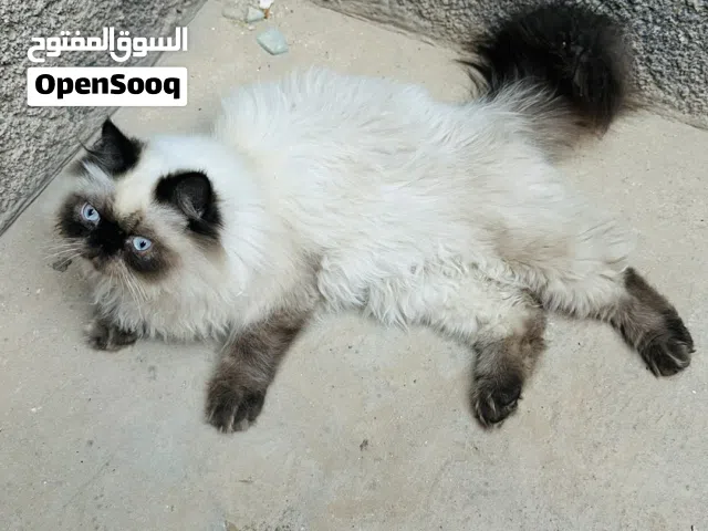 دكر برشن اللهم مبارك