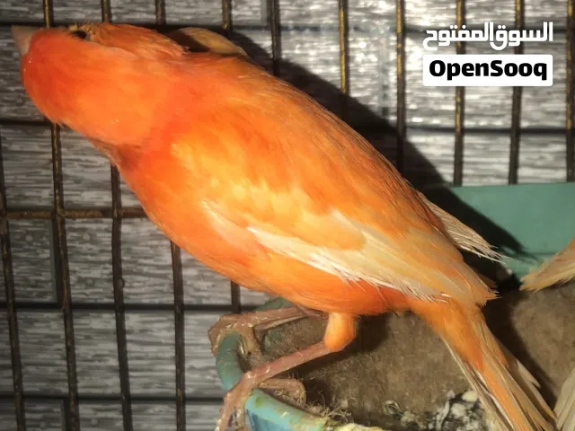 متاح جوز كناري احمر دم كفالة لون