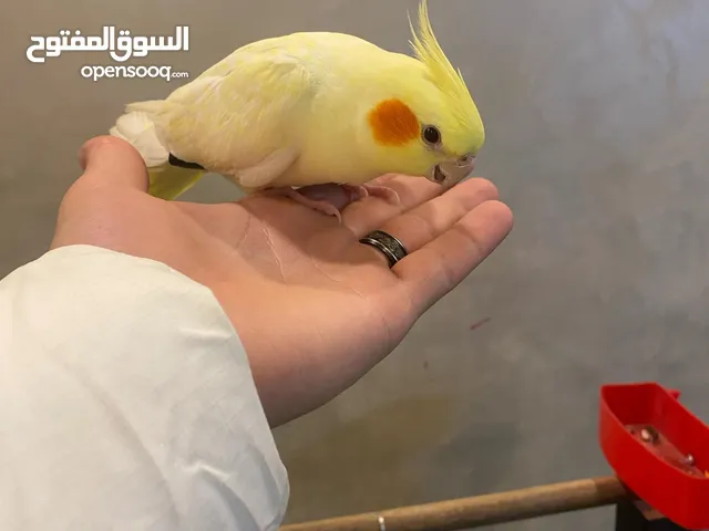 عصفور كوكتيل الليف