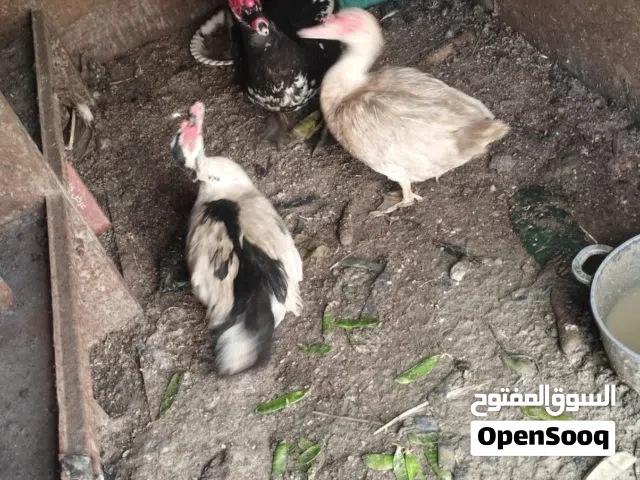 بط للبيع بلدي تربية دار