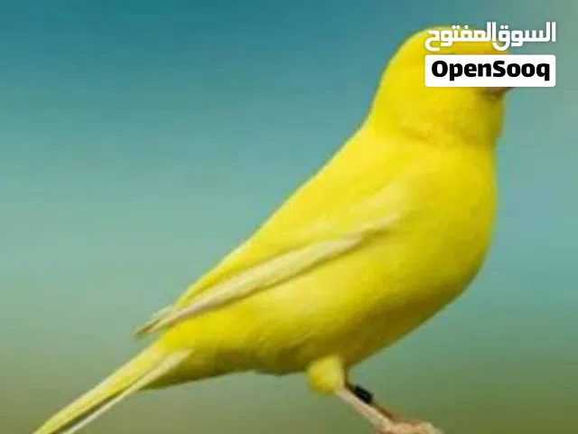 السلام عليكم اقرأ الوصف
