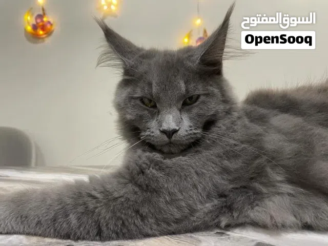 Pure breed Mainecoon female Cat