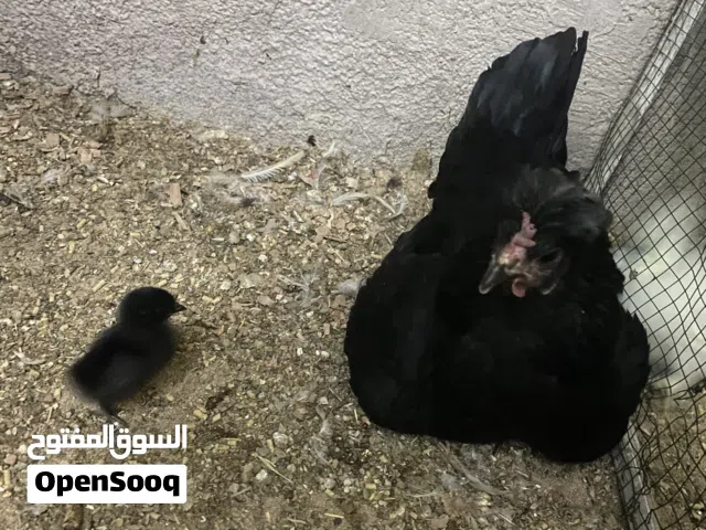 دجاجه وراها 3 افراخ عرب بس عينها عوره ب25 الف