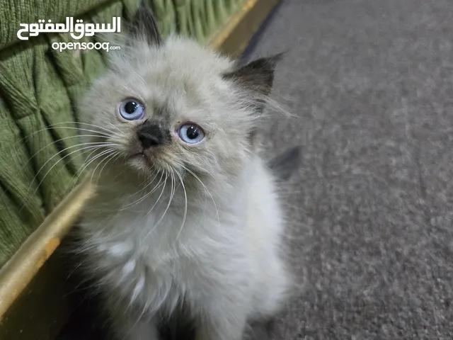 قطط هملايا
