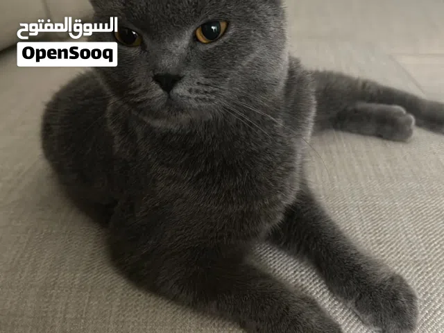 قطة بريطانية قصيرة الشعر رمادية للتبنّي / للبيع