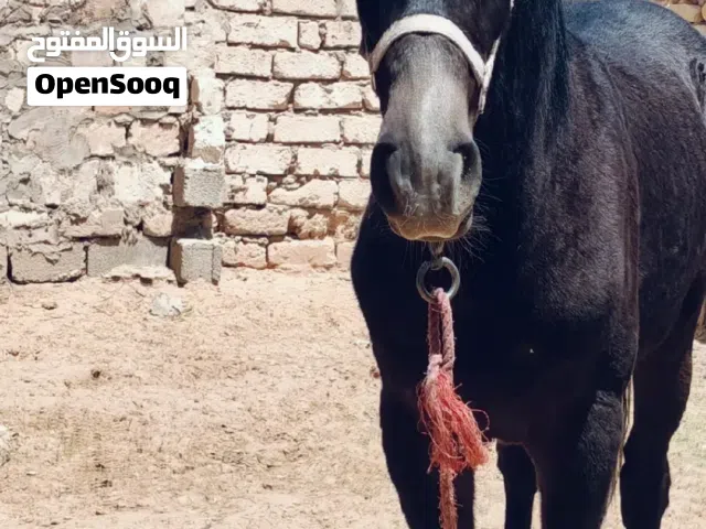 كوبري الدائري التلت