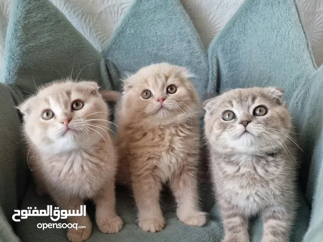 Scottish fold سكوتش فولد