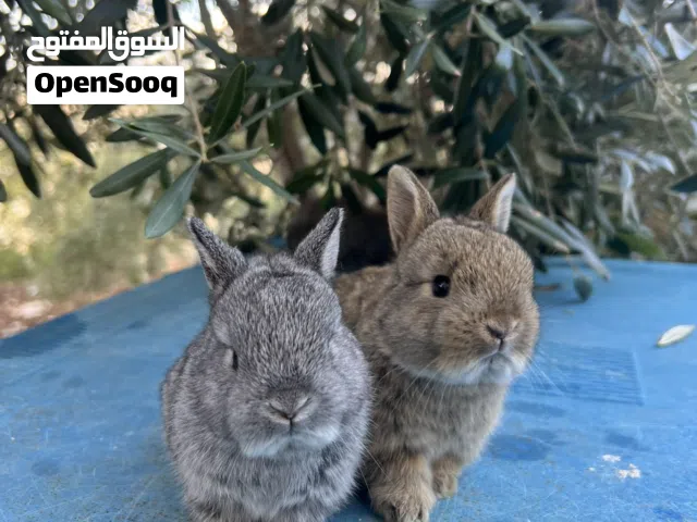 ارانب مقزمه