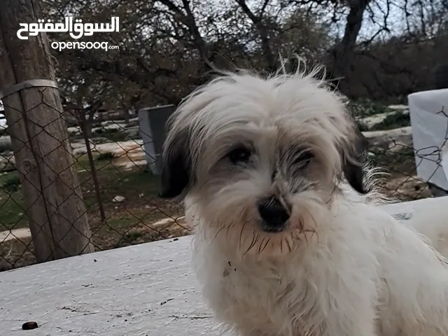 متاح ذكر فرنش للبدل او للبيع