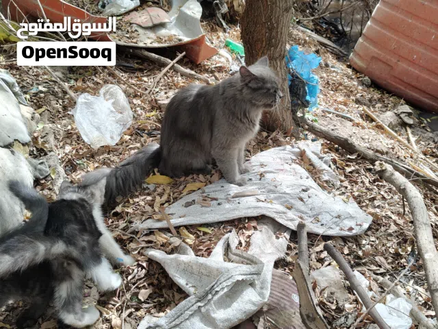 قطط للبيع شكوتش  اقره الوصف