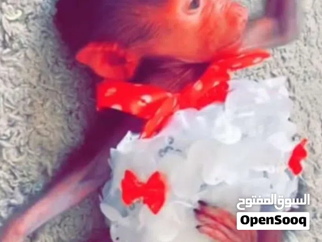 السلام عليكم للبيع قرد ذكر و انثى