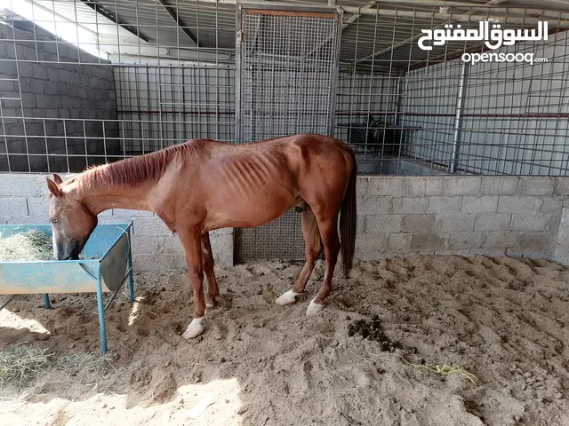 حصان عربي أصيل  العمر ست سنوات