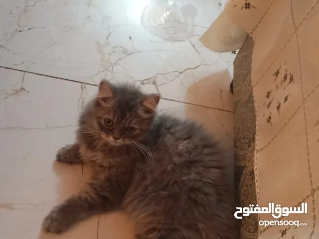 قطه للتبني